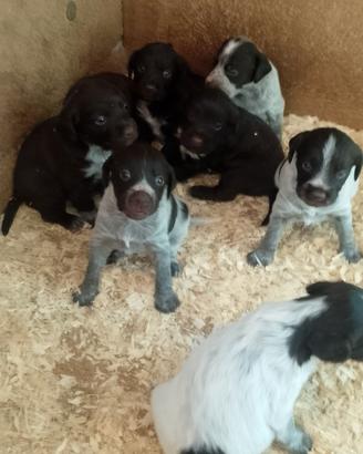 Cuccioli drahtaar lagotto