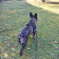 Bulldog francese BLAK MERL