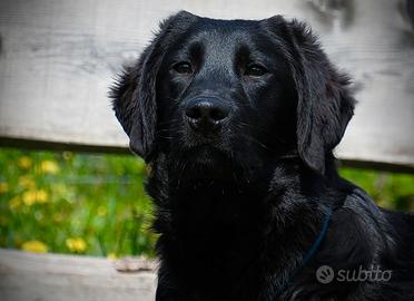 Splendido e dolcissimo cucciolone labrador