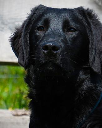 Splendido e dolcissimo cucciolone labrador