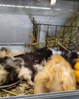 Porcellino d'india cavia peruviana cuccioli