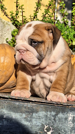 Bulldog inglese enci