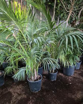 Kentia o Palma Areca