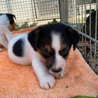 Jack russell