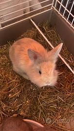 Conigli nani testa di leone