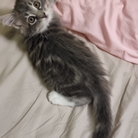 Cucciola Maine Coon con pedigree -