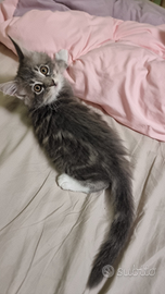 Cucciola Maine Coon con pedigree -