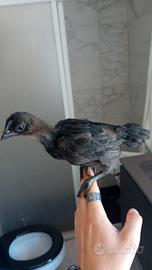 pulcino cemani