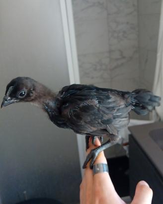 pulcino cemani