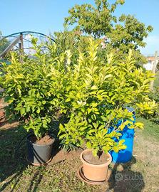 Piante di limone