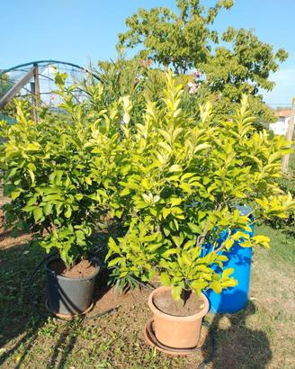Piante di limone