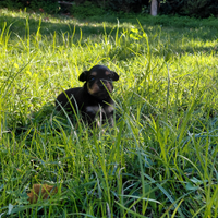 Incrocio Pinscher , Volpini