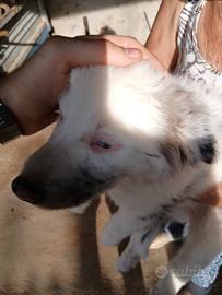 Cucciolo di cane