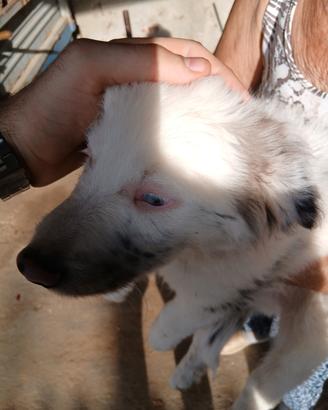 Cucciolo di cane