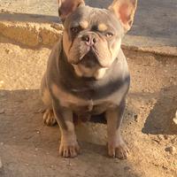 Bulldog francese maschio