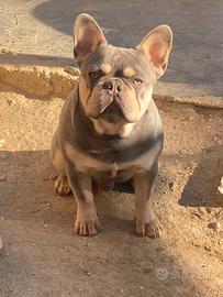 Bulldog francese maschio