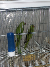 Parrocchetti dei mustacchi e monaci