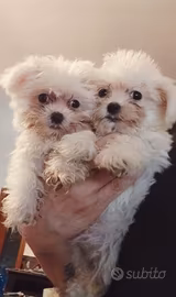Maltesi toy