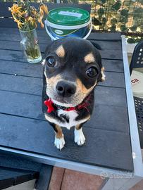 Vedo cucciolo di chihuahua