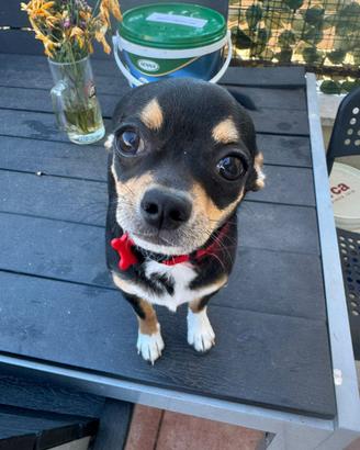 Vedo cucciolo di chihuahua