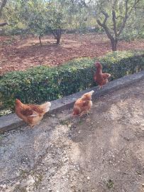 Tre galline ruspanti ovaiole
