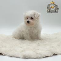 Dolcissimi cuccioli Maltese