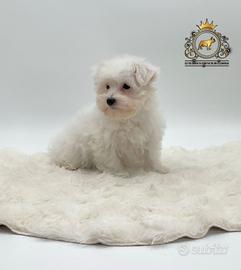 Dolcissimi cuccioli Maltese