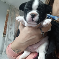 Bulldog francese