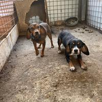 Cani da cinghiale