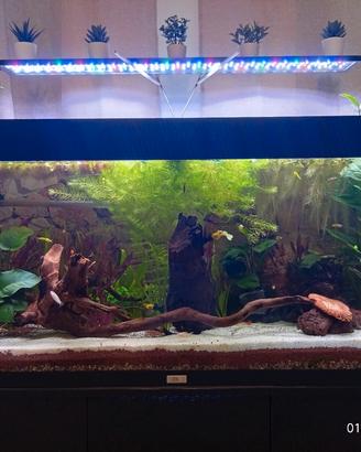 acquario jewel 240 