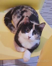 Gattina mix sphynx robusta( consegna)