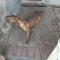 Cane segugio maremmano