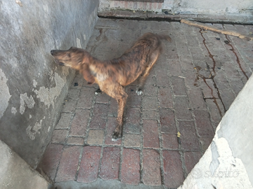 Cane segugio maremmano