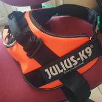 Pettorina, collare e museruola