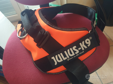 Pettorina, collare e museruola