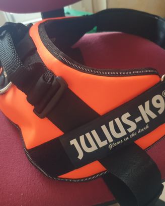 Pettorina, collare e museruola