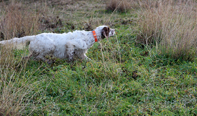 Setter pronta caccia