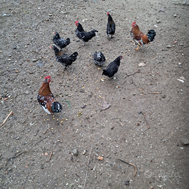 Coppie gallo e galline nane