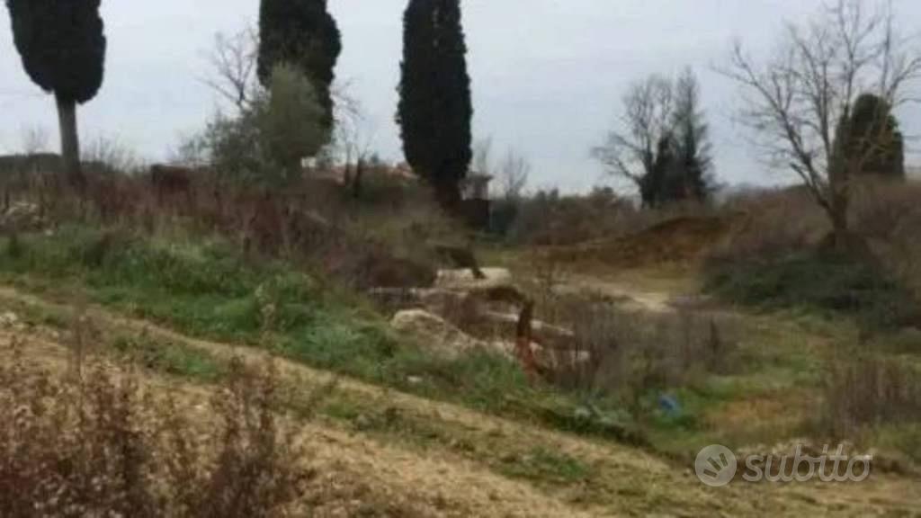 Immobile in asta di 5805 m² a Castelnuovo Berarden - Altro