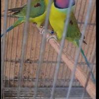 Parrocchetti testa di prugna