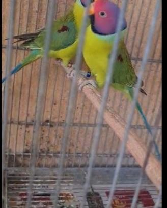 Parrocchetti testa di prugna