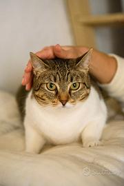 Adotta Luz, dona coccole a profusione