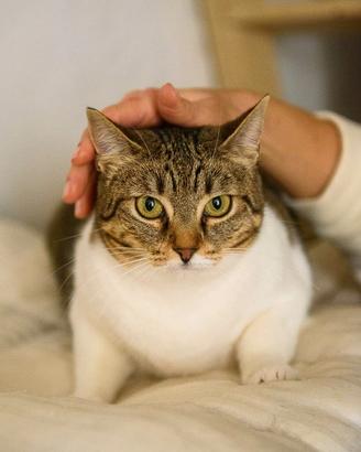 Adotta Luz, dona coccole a profusione