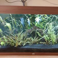 Acquario acqua dolce 300 litri completo di pompa,