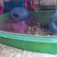 Criceto russo con gabbia