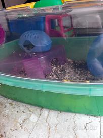 Criceto russo con gabbia