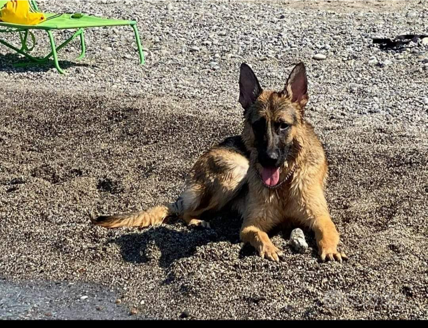 Pastore tedesco campione 3 anni solo per amatore - Animali In vendita a  Milano