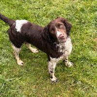 Cucciola Springer spaniel