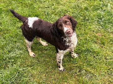 Cucciola Springer spaniel