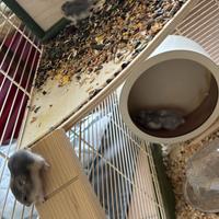 Criceti russi nati in casa